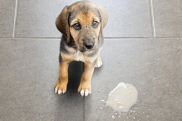 nguyên nhân chó mèo bị nôn và cách chữa trị