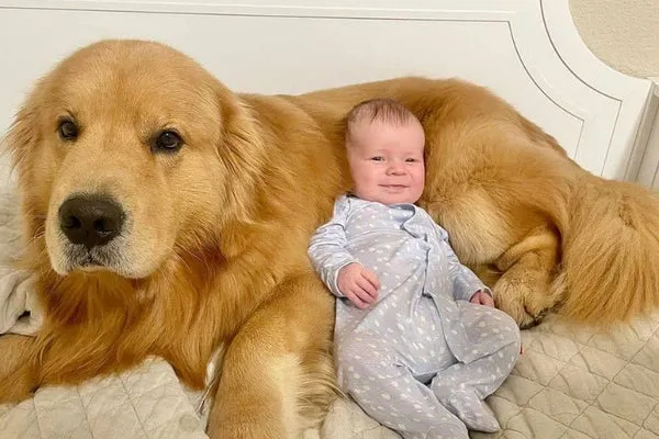 Một chú Golden Retriever xinh đẹp với bộ lông vàng óng ả