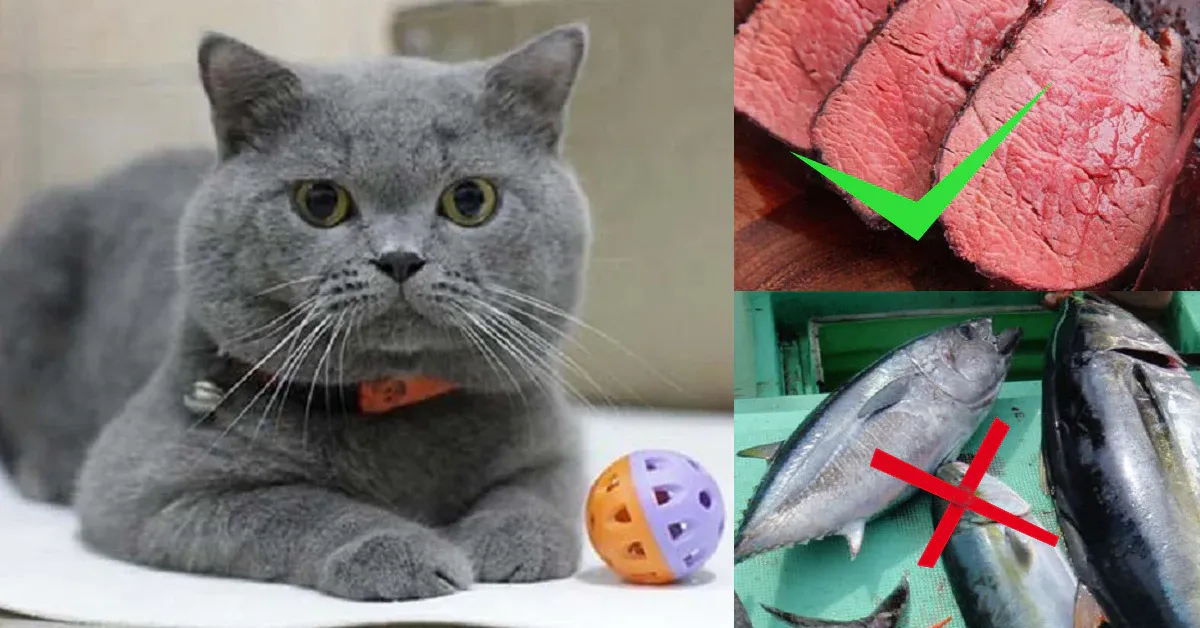 meo-anh-long-ngan-khong-nen-an-gi