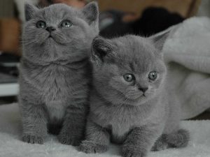 British Shorthair (Mèo Anh Lông Ngắn)