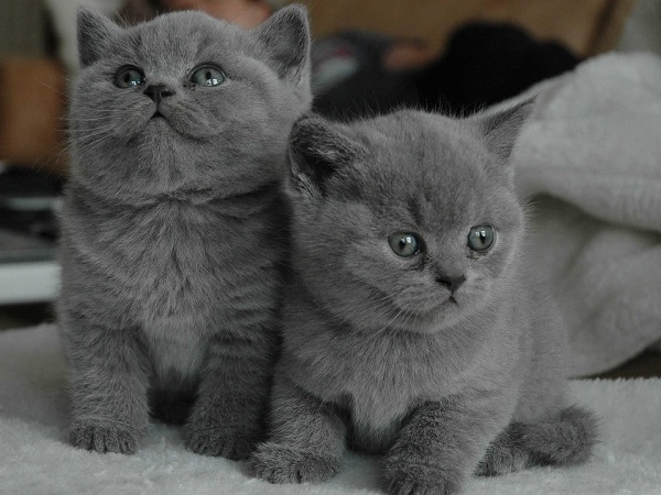 British Shorthair (Mèo Anh Lông Ngắn)