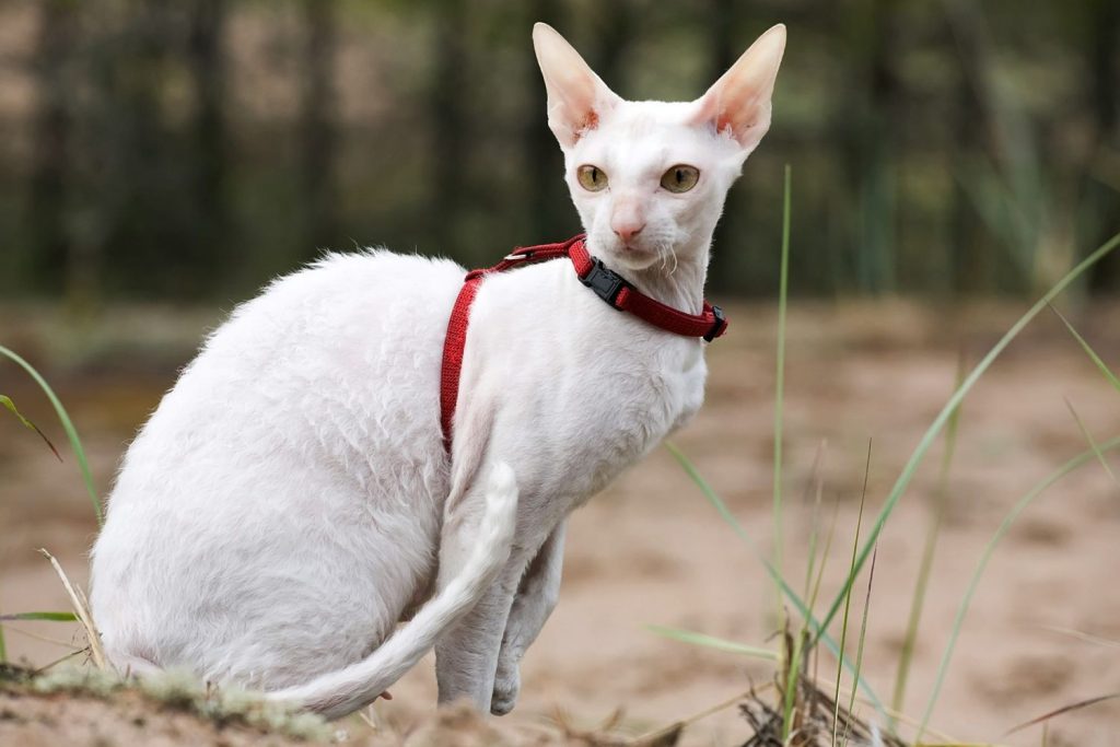 Cornish Rex