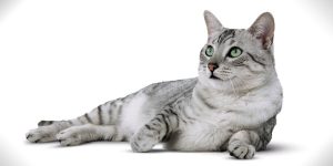 Mèo Egyptian Mau