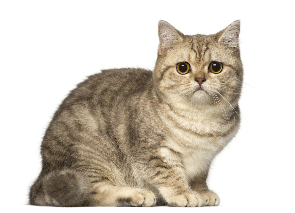 Ma Kết (22/12 – 19/1) – Mèo British Shorthair