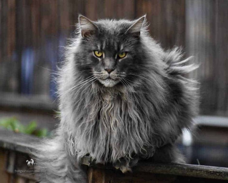Sư Tử (23/7 – 22/8) – Mèo Maine Coon