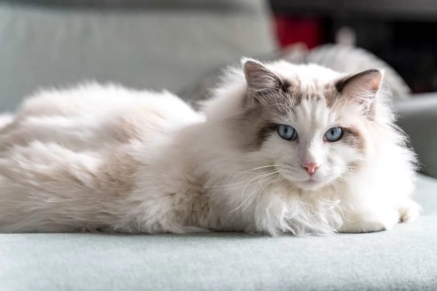 Mèo Ragdoll – Người Bạn Trung Thành Và Dịu Dàng