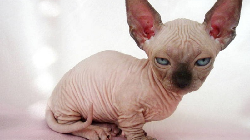 Mèo Sphynx