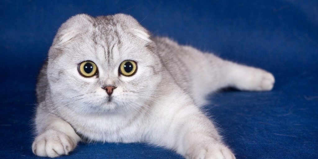 Mèo Scottish Fold Tai Cụp Lông Trắng