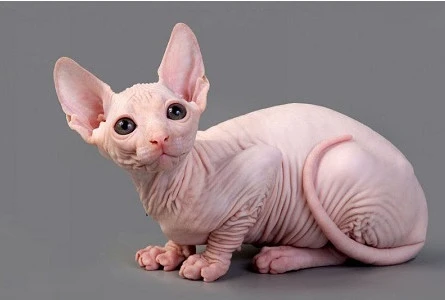 Mèo Sphynx