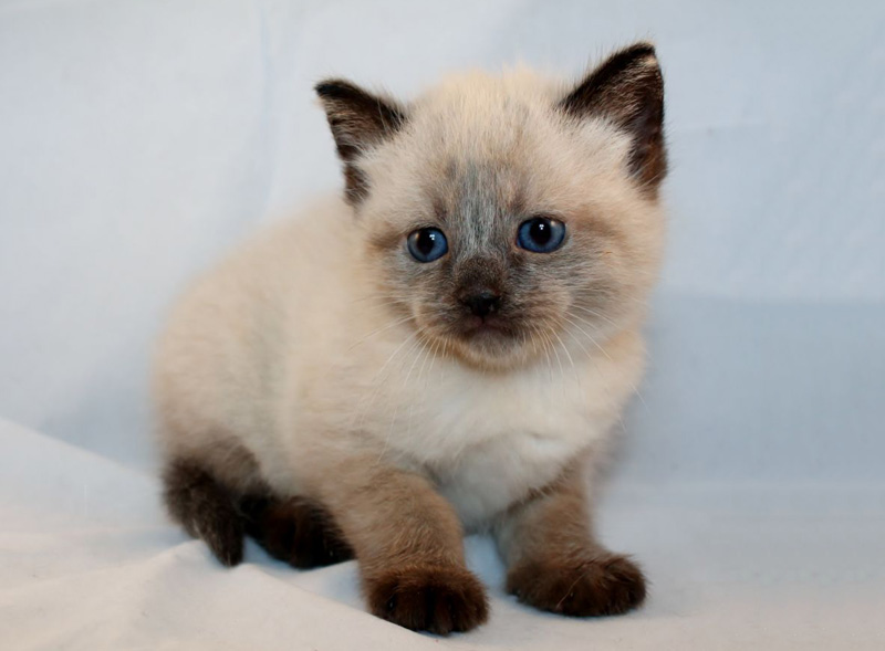 3. Teacup Siamese – Mèo Xiêm Mini