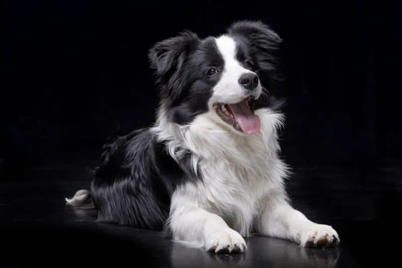 Border Collie là đại diện tiêu biểu nhất cho trí tuệ loài khuyển