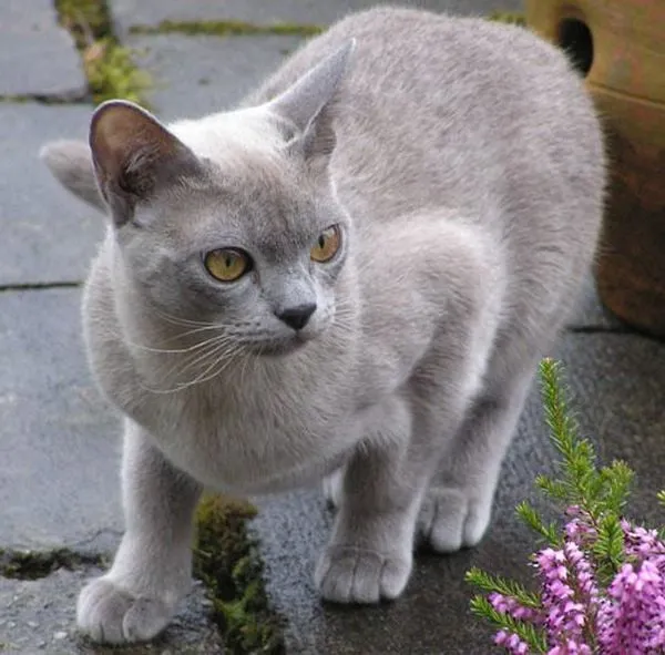 Mèo Burmese