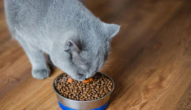 Mèo Anh lông ngắn đang thưởng thức bữa ăn đầy đủ dinh dưỡng tại nhà
