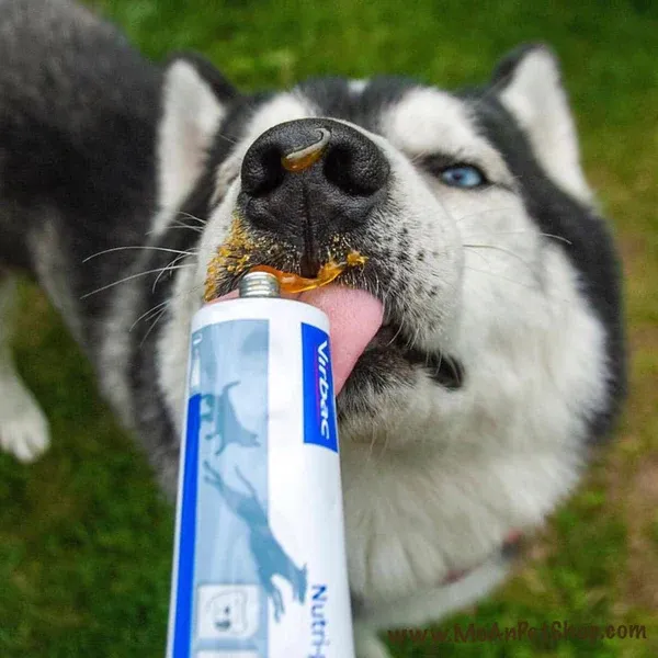 top-6-gel-dinh-duong-tot-nhat-danh-cho-cho-bieng-an