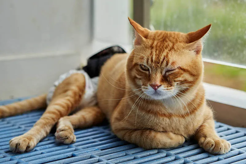 Mèo bị gãy chân