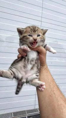 Mèo lùn Tabby Dưa choco 40 ngày tuổi