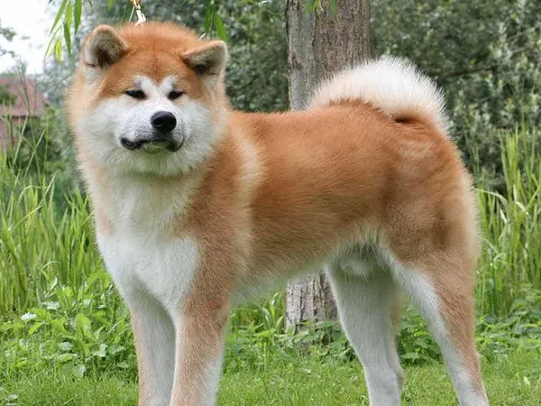 Akita Inu với vẻ ngoài uy nghiêm và bộ lông dày