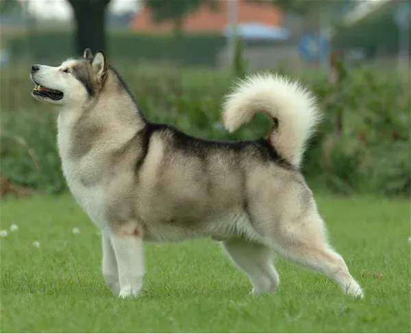 Alaskan Malamute với thân hình to lớn và bộ lông dày