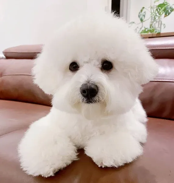 Cho-bichon-frise