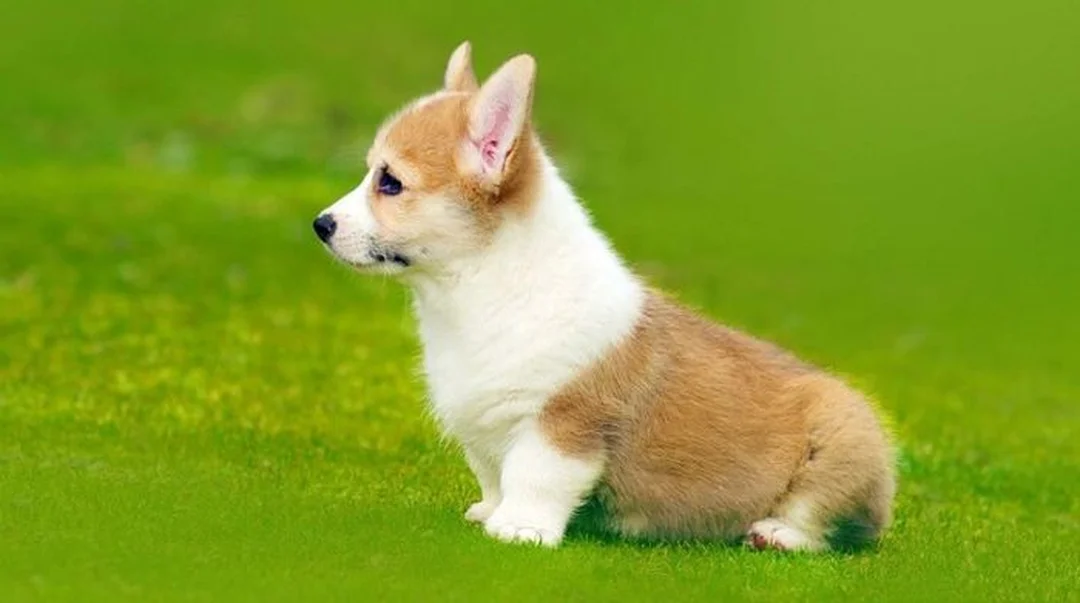 ảnh chó corgi con ngồi sau góc ảnh phù hợp làm avatar