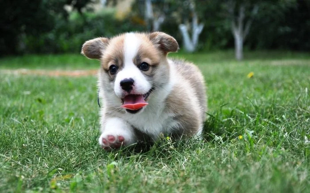 ảnh chó corgi cute ngồi thoải mái ngoài trời