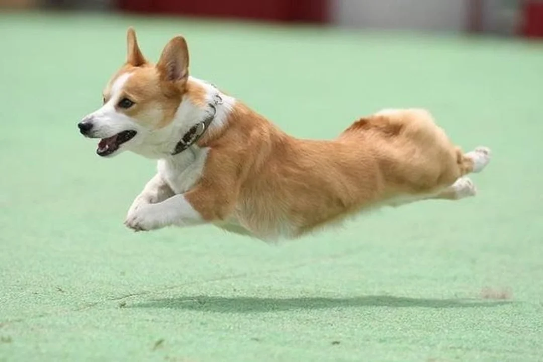 ảnh chó corgi đang nhảy vui vẻ ngoài trời