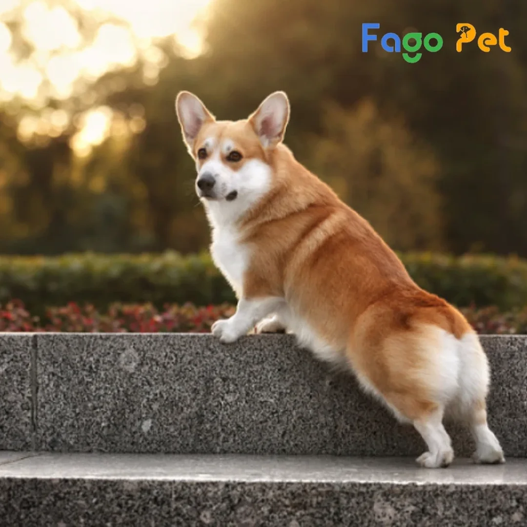 Ảnh chó corgi lai giá bao nhiêu phụ thuộc ngoại hình và nguồn gốc