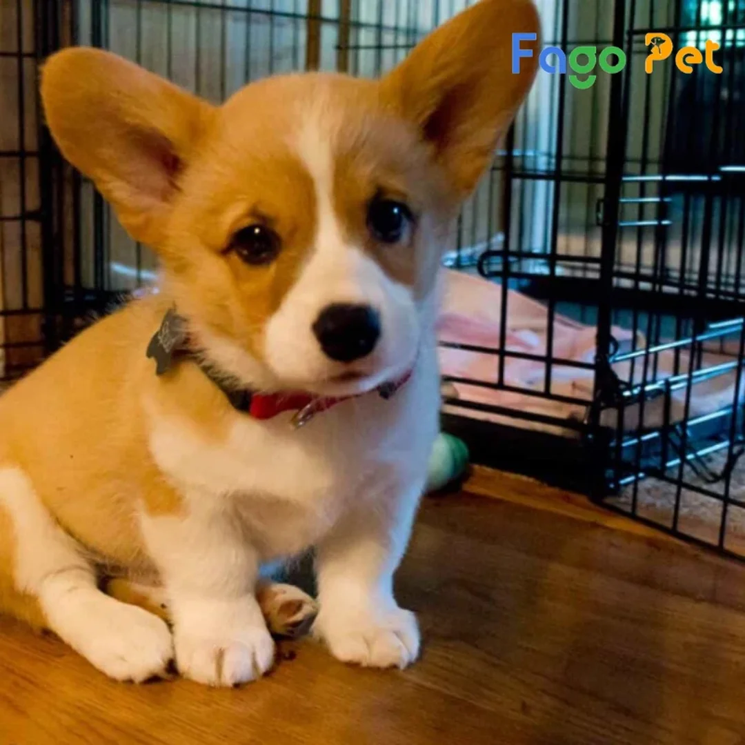 Ảnh chó corgi lai giá bao nhiêu theo kiểu lai đang được chuộng