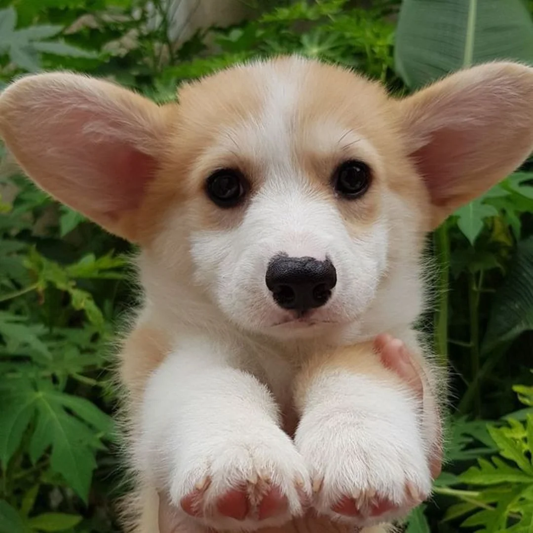 ảnh chó corgi nhỏ xinh nhìn vào ống kính