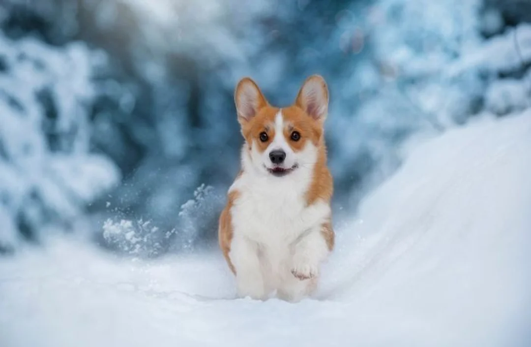 ảnh chó corgi trắng vàng ngồi trong nền tuyết