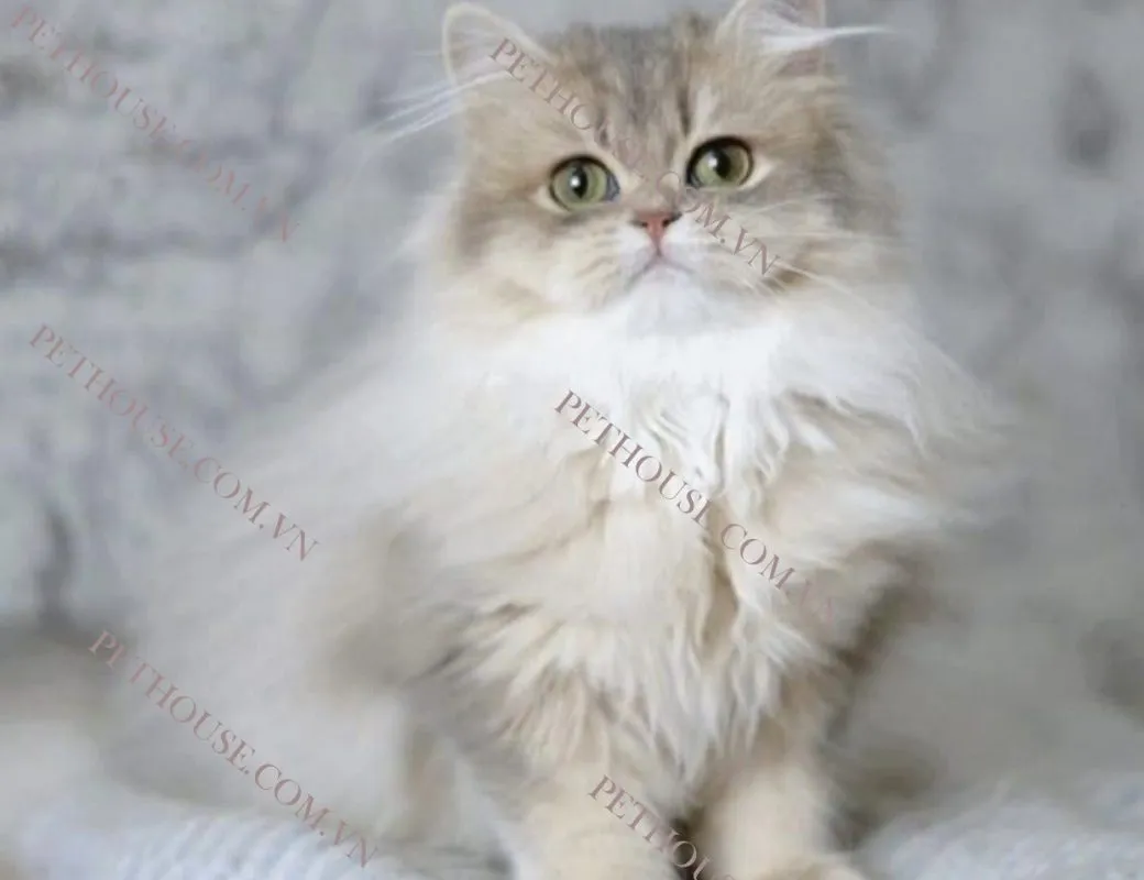 Mèo Anh lông dài (nguồn sưu tầm)