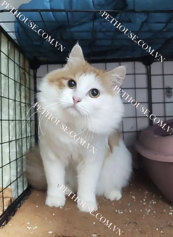 Mèo Anh lông dài (nguồn sưu tầm)