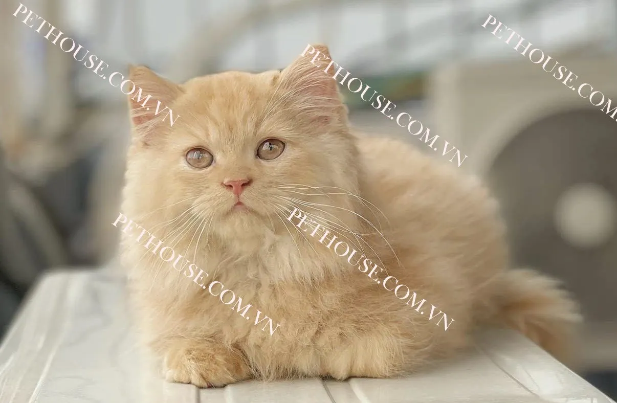 Mèo Anh lông dài (nguồn sưu tầm)