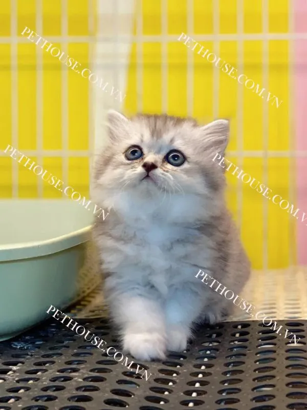 Mèo Anh lông dài (nguồn sưu tầm)