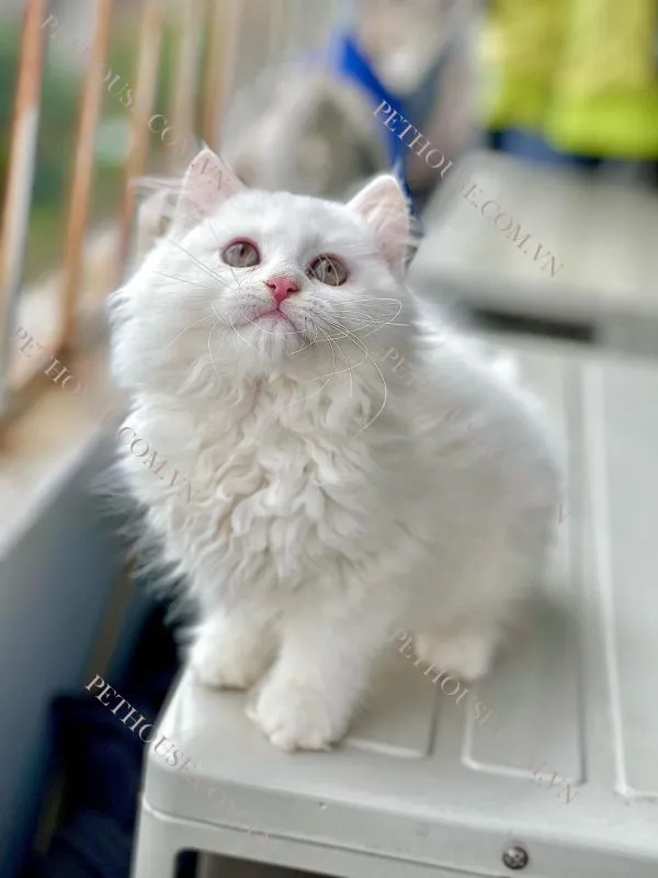 Mèo Anh lông dài (nguồn sưu tầm)