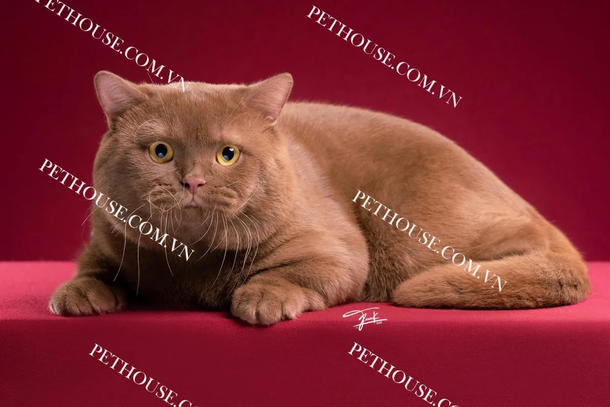 Mèo Anh lông ngắn