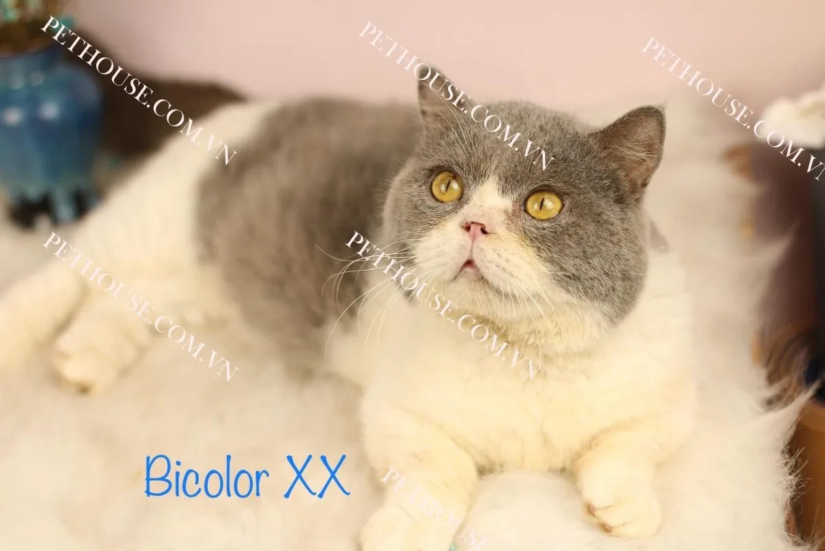 Mèo Anh lông ngắn