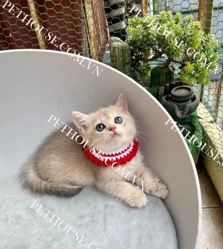 Mèo Anh lông ngắn