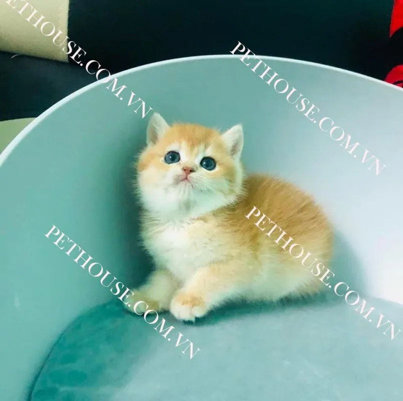 Mèo Anh lông ngắn