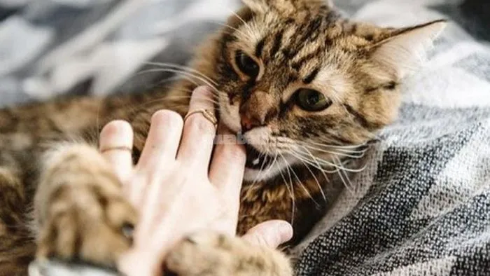 Giấc mơ về mèo có ý nghĩa gì?