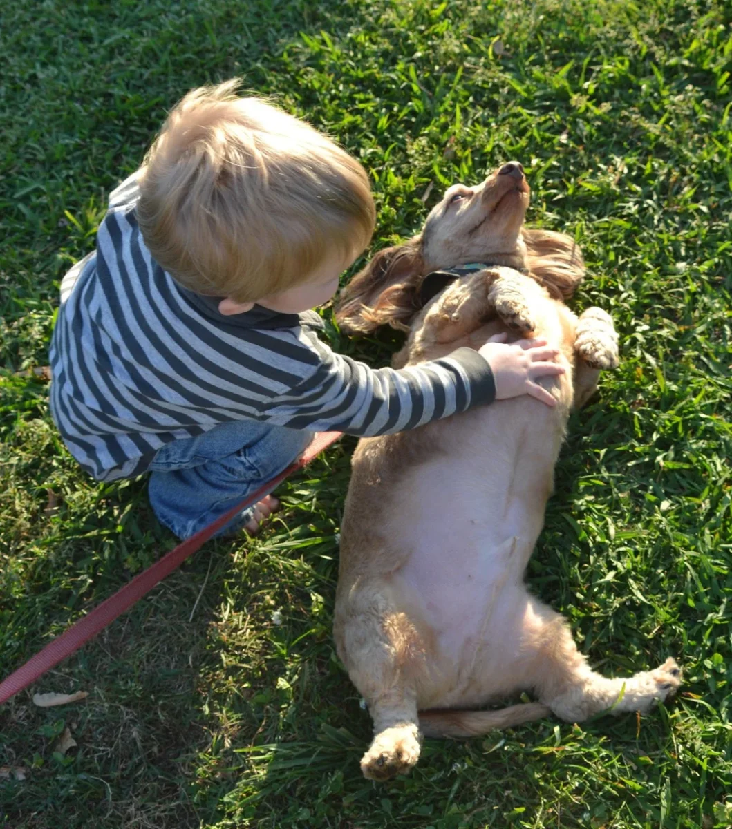 Ảnh tham chiếu màu lông và thân hình của chó corgi lai lạp xưởng