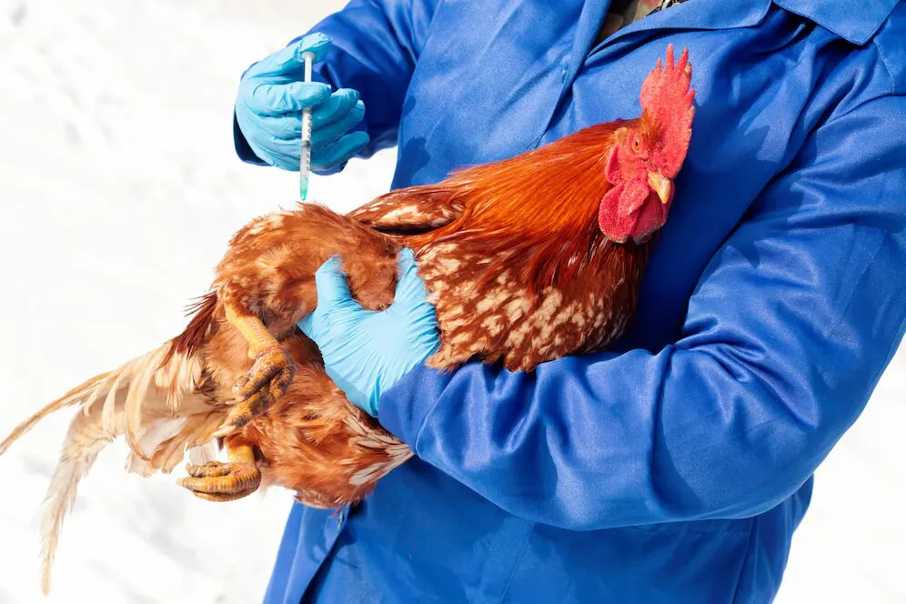 Cán bộ thú y đang thực hiện kỹ thuật tiêm vắc xin cho đàn gà tại trang trại