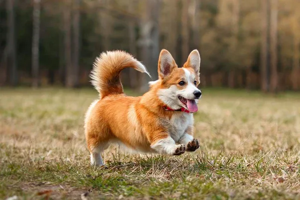 Corgi với đôi chân ngắn và bộ lông dày