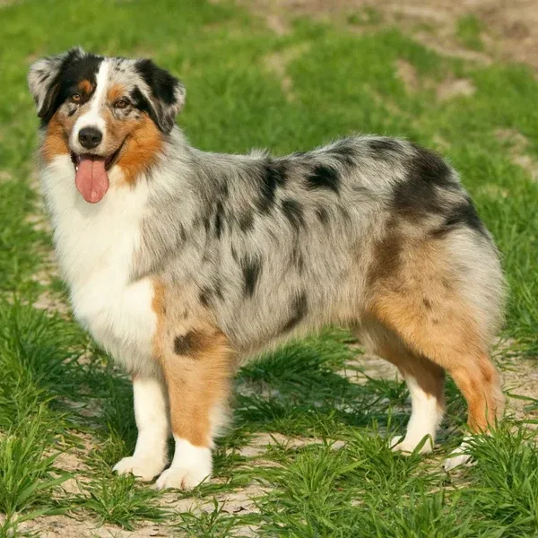 cho-australian-shepherd