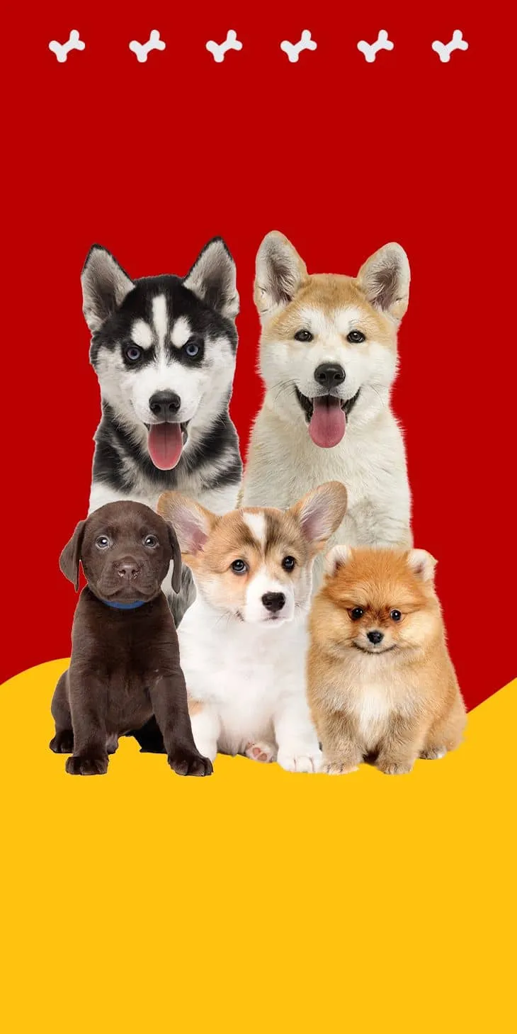 danh sách các giống chó cảnh đẹp tại hà nội