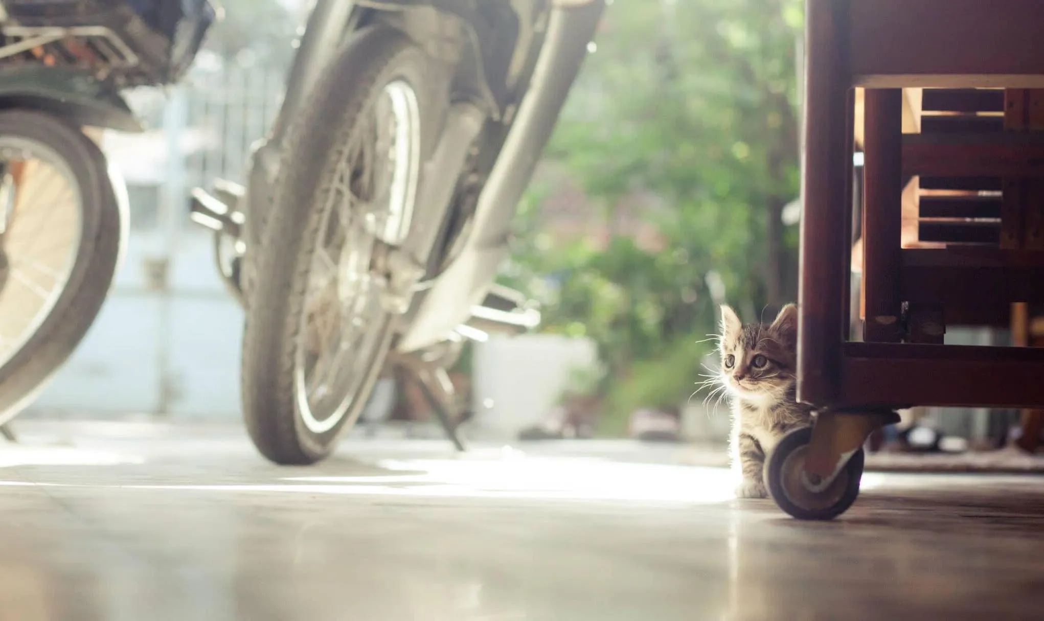 Hãy nháº­n nuôi, Äá»«ng xua Ä'uá»•i!