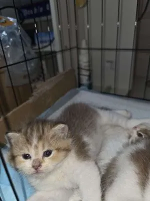 mèo con golden tabby aln