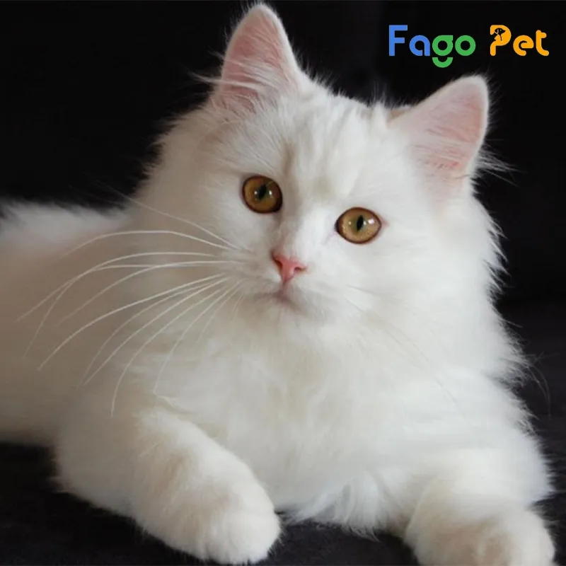 Chú mèo Anh lông dài trắng với bộ lông dày muốt và đôi mắt to tròn biểu cảm