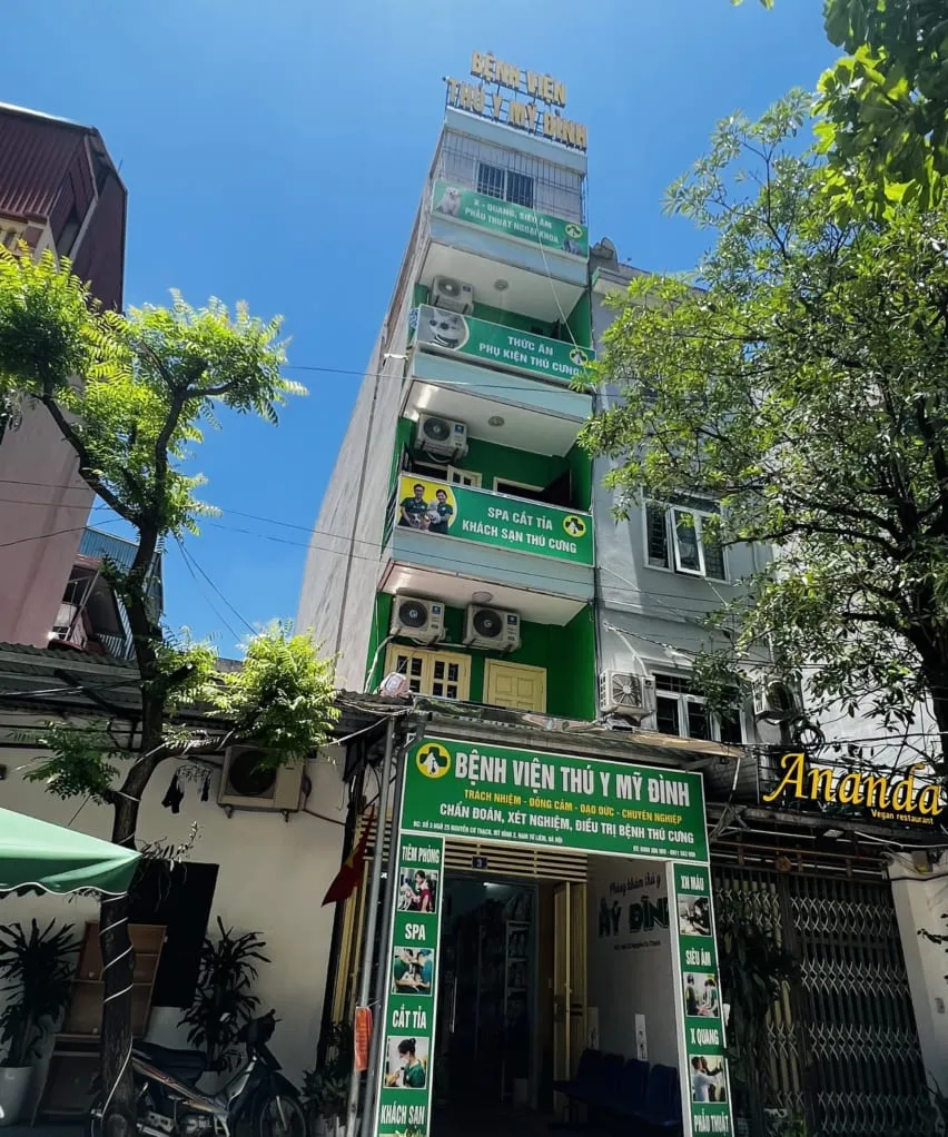 Bác sĩ thú y khám mèo