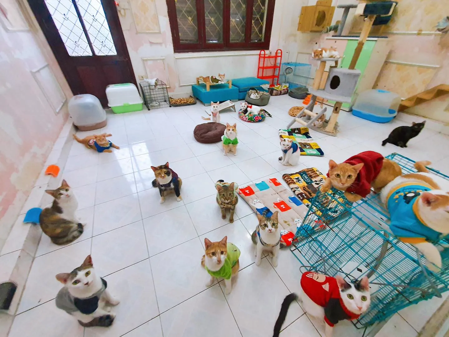 NHá»®NG BÉ MÈO ÄANG CHá»œ ÄÆ¯á»¢C NHáº¬N NUÔI á»ž NHÀ CHUNG!